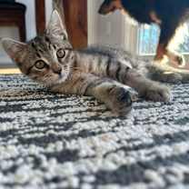 Thumbnail photo of Sequoia #1