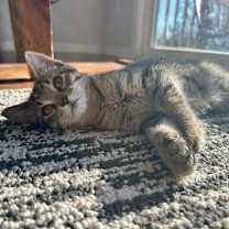 Thumbnail photo of Sequoia #2