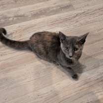 Thumbnail photo of Wisp - Home to Home #2