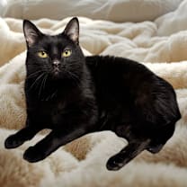 Thumbnail photo of Squeaks #1