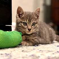 Thumbnail photo of Vixen #1