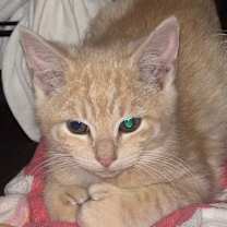 Thumbnail photo of Sugar Cookie #2