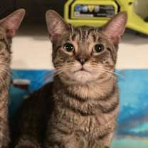 Thumbnail photo of Coconut #4