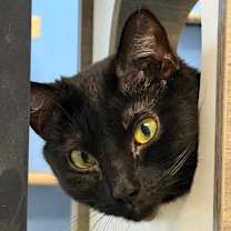 Thumbnail photo of Luna #1