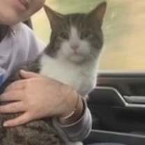 Thumbnail photo of Phoenix #1