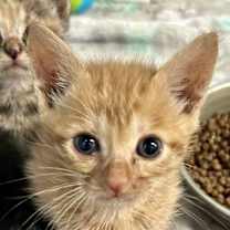 Thumbnail photo of Maple #3