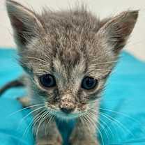 Thumbnail photo of Cedar #2