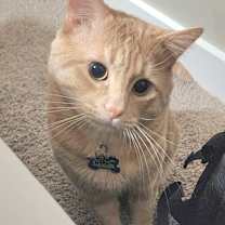 Thumbnail photo of Sunshine #1