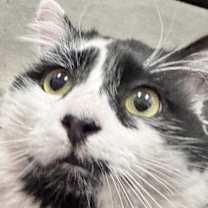 Thumbnail photo of Paulie #2