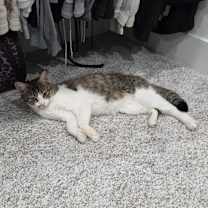 Thumbnail photo of Kali #1