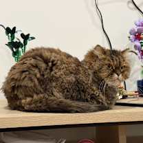 Thumbnail photo of Foofy #1