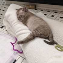 Thumbnail photo of VELMA #1