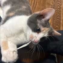 Thumbnail photo of Moxi #2