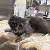 Thumbnail photo of Taloose #1