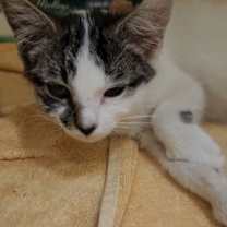 Thumbnail photo of Piper #2