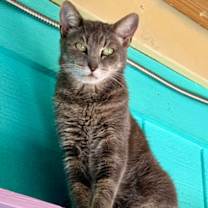 Thumbnail photo of Indy #1