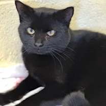 Thumbnail photo of Jalepeno #1