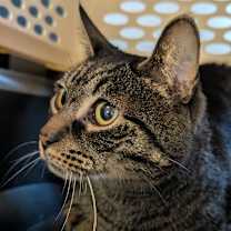 Thumbnail photo of Crispin #1