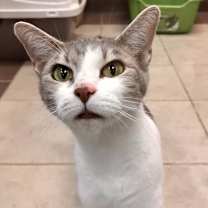 Thumbnail photo of 12/30/2025-Stray-GrenadaDrive-"SweetPea" #1