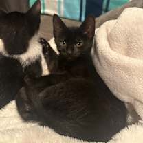 Thumbnail photo of Plum #1