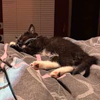 Thumbnail photo of Meowzer #2