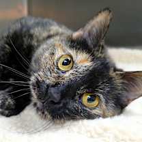 Thumbnail photo of Minnie #3