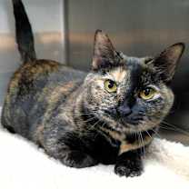 Thumbnail photo of Minnie #4