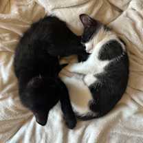 Thumbnail photo of Guava #4