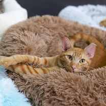 Thumbnail photo of Merlin #4