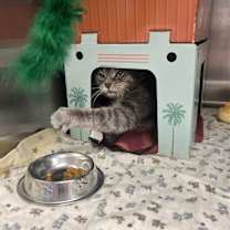 Thumbnail photo of Rufus #2