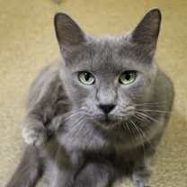 Thumbnail photo of Hazelnut #1