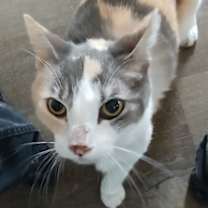 Thumbnail photo of Penny #3