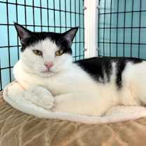 Thumbnail photo of Apollo #2