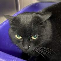 Thumbnail photo of Feral Rocher #2