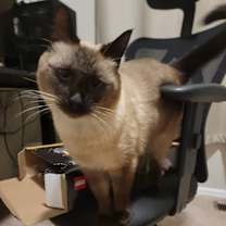 Thumbnail photo of Theo #3