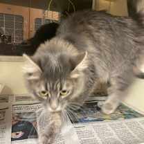 Thumbnail photo of Nimbus - ADOPTED! #1