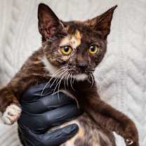 Thumbnail photo of Rain #1