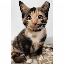 Thumbnail photo of Frida Kahlo #1