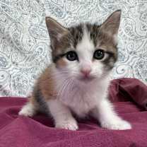 Thumbnail photo of Cattrific #2