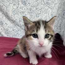 Thumbnail photo of Cattrific #3