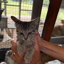 Thumbnail photo of Little Miss Muffet #2