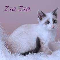 Thumbnail photo of Zsa Zsa C25-347 #3