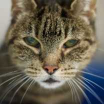 Thumbnail photo of Savvy (Savannah) #2