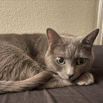 Thumbnail photo of Mystique #2