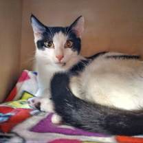 Thumbnail photo of Presley #3