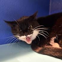 Thumbnail photo of Cookie #2