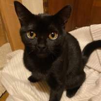 Thumbnail photo of Emmy (in Foster) #1