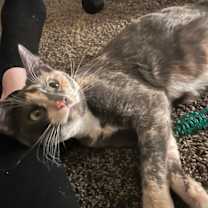 Thumbnail photo of Cassie #1