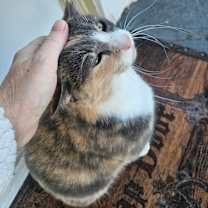 Thumbnail photo of Bella #2