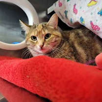 Thumbnail photo of Conglomerate #1